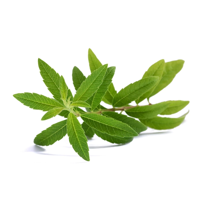 Verveine Citronnée