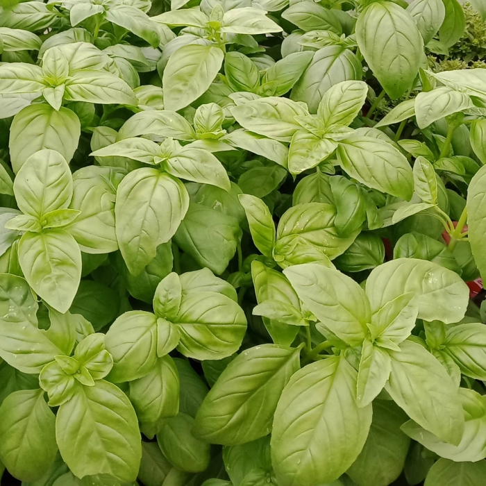 Basilic à grandes feuilles